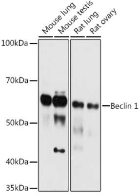 Western Blot: Beclin 1 AntibodyAzide and BSA Free [NBP2-92980]